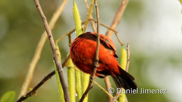 Crimson-backed Tanager - ML201943761