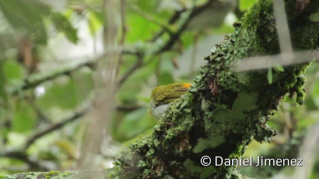 Guira Tanager - ML201943791