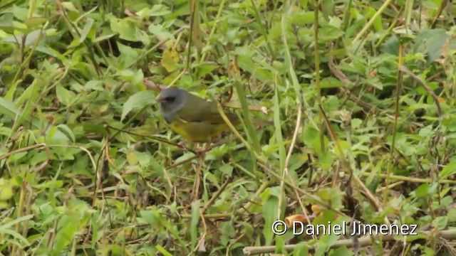 Paruline triste - ML201943841