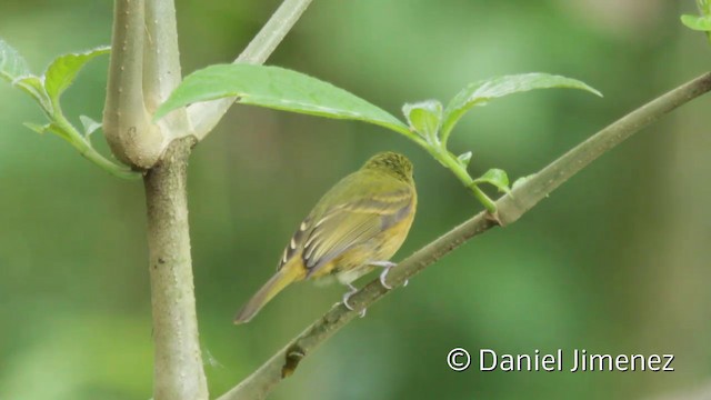 Ochre-bellied Flycatcher - ML201943861