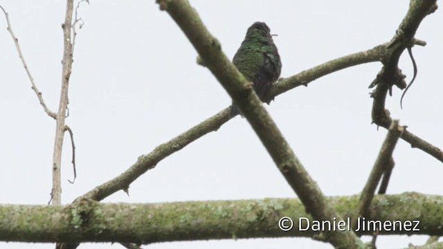 Steely-vented Hummingbird - ML201943911