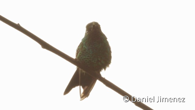 kolibrík ocelovořitý - ML201943921