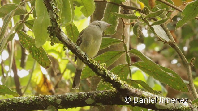 Yellow-bellied Elaenia - ML201943971