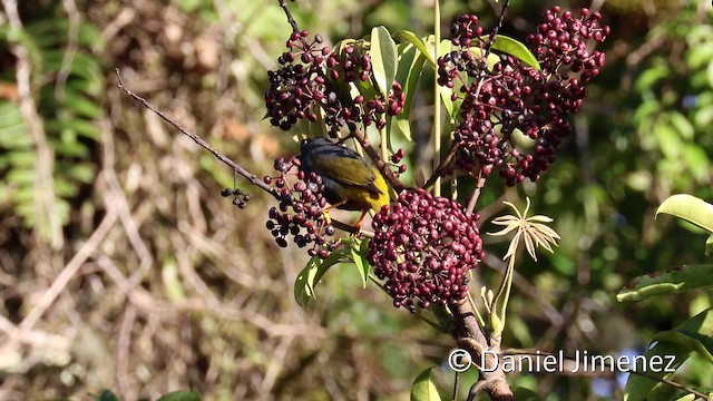 Fiery-browed Myna - ML201943991