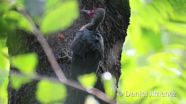 Ashy Woodpecker - ML201944031