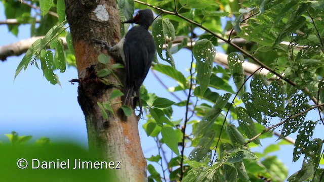 Ashy Woodpecker - ML201944041