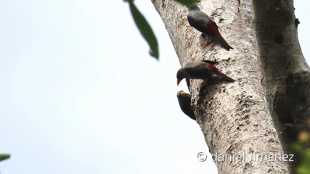 Finch-billed Myna - ML201944061