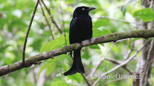 Telli Drongo (leucops/banggaiensis) - ML201944071