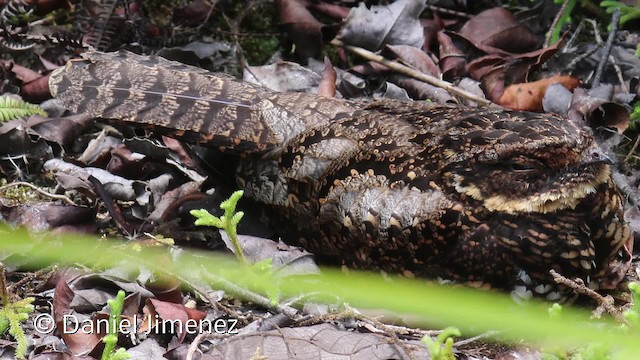 Diabolical Nightjar - ML201944081
