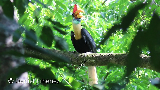 Knobbed Hornbill - ML201944101