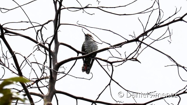 Little Bronze-Cuckoo (Gould's) - ML201944111