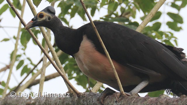 Hammerhuhn - ML201944141