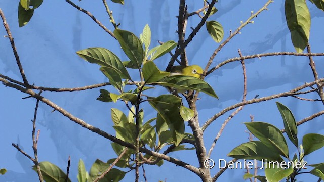 Warbling White-eye - ML201944171