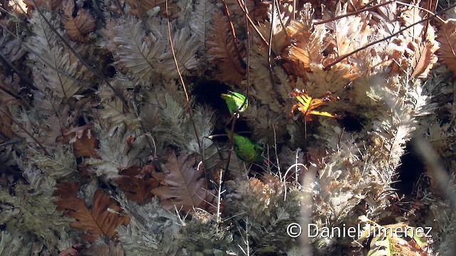 Yellow-cheeked Lorikeet - ML201944181