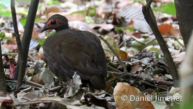 Philippine Megapode - ML201944201