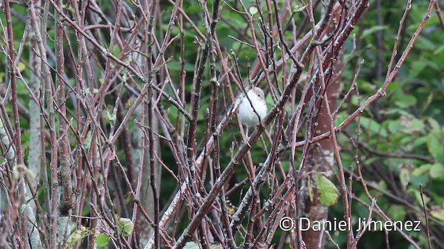 Upcher's Warbler - ML201944231