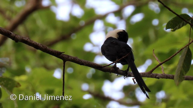 špaček bělokrký (ssp. torquata) - ML201944331