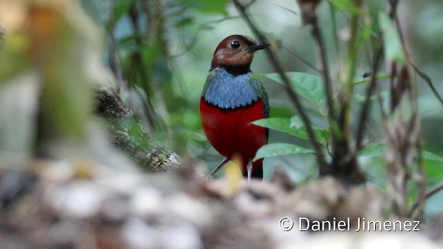 Sulawesi Pitta (Sulawesi) - ML201944391