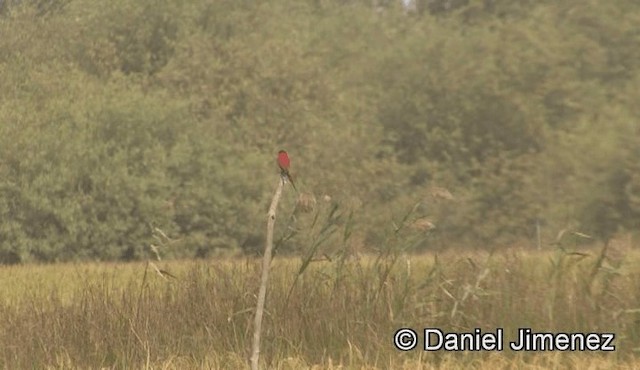 Northern Carmine Bee-eater - ML201944411