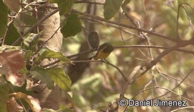 Grünkehl-Nektarvogel - ML201944421