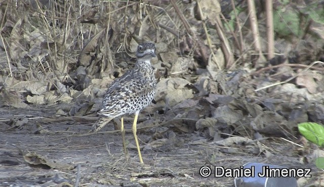 Spotted Thick-knee - ML201944441