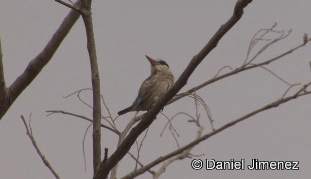 Striped Kingfisher - ML201944451