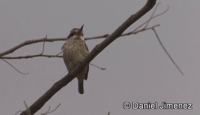 Striped Kingfisher - ML201944461