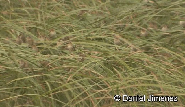 Northern Red Bishop - ML201944481