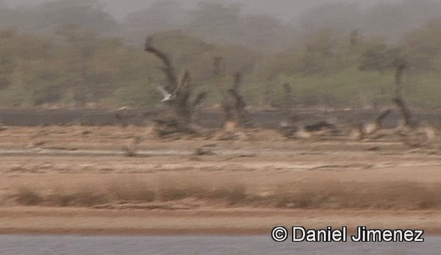 Gull-billed Tern - ML201944521