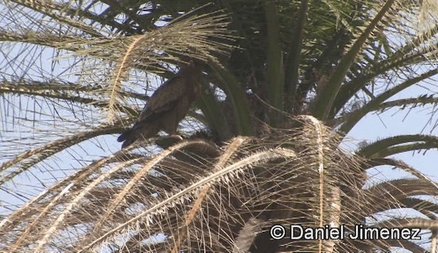Wahlberg Küçük Kartalı - ML201944551