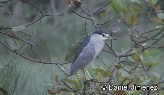 Black-crowned Night Heron (Eurasian) - ML201944591