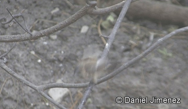 Kleinelsterchen - ML201944611