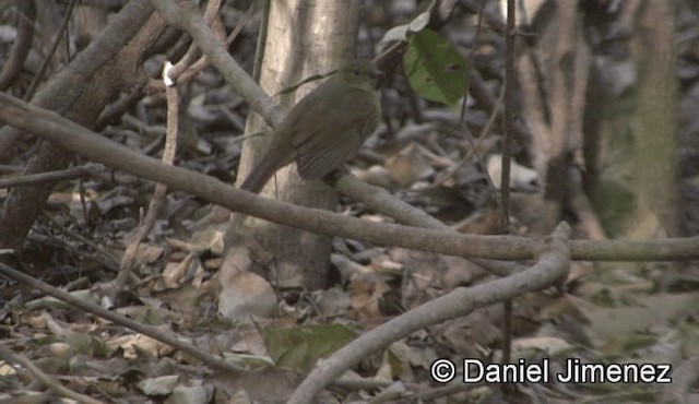 Little Greenbul - ML201944641