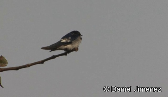 Hirondelle à ailes tachetées - ML201944651