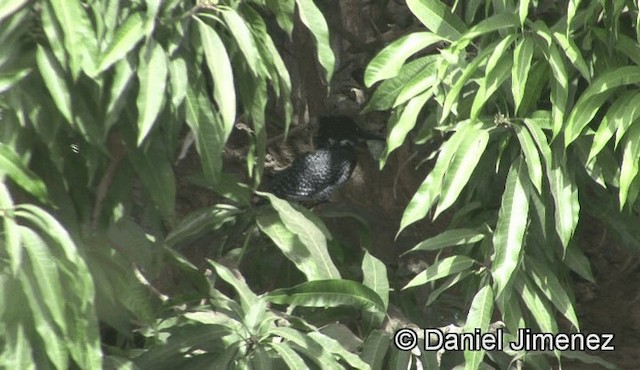 Giant Kingfisher - ML201944721