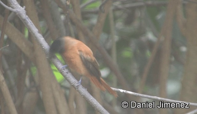 Black-headed Paradise-Flycatcher (Red-bellied) - ML201944751