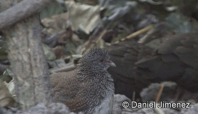 křepel skalní (ssp. petrosus) - ML201944781