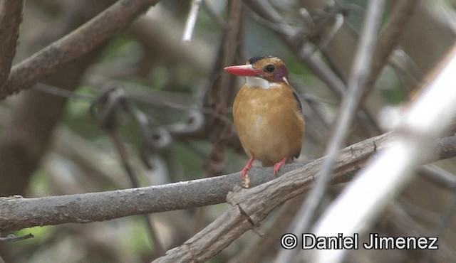 African Pygmy Kingfisher - ML201944801