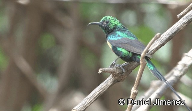 ウツクシオナガタイヨウチョウ（pulchellus） - ML201944811