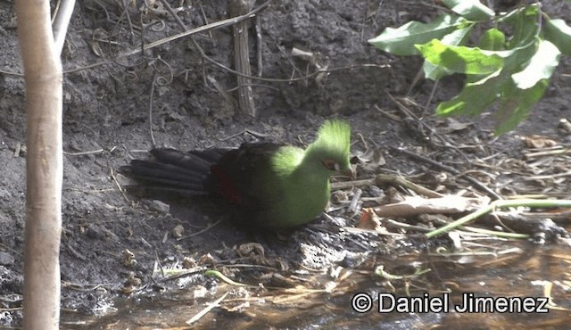 Turaco de Guinea (buffoni) - ML201944831