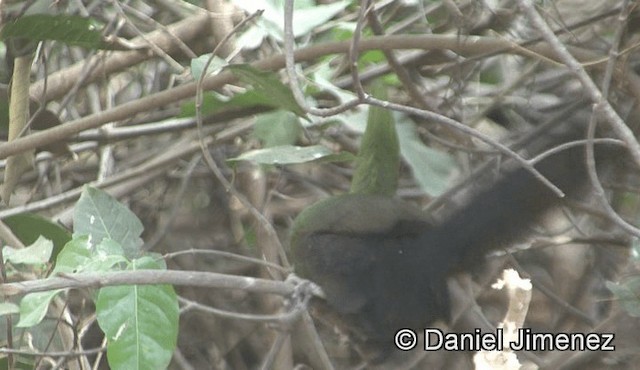 Guinea Turaco (Buffon's) - ML201944841