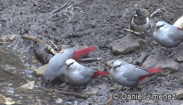 Lavender Waxbill - ML201944851