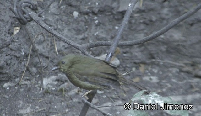 Little Greenbul - ML201944861