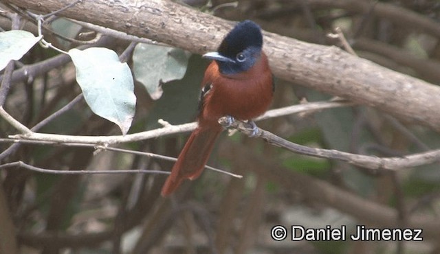 Black-headed Paradise-Flycatcher (Red-bellied) - ML201944871