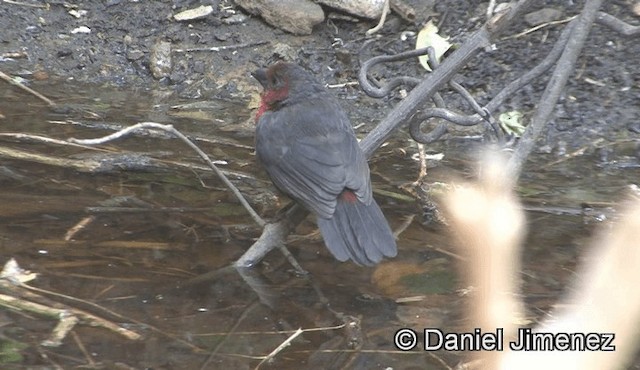 Western Bluebill (Western) - ML201944901