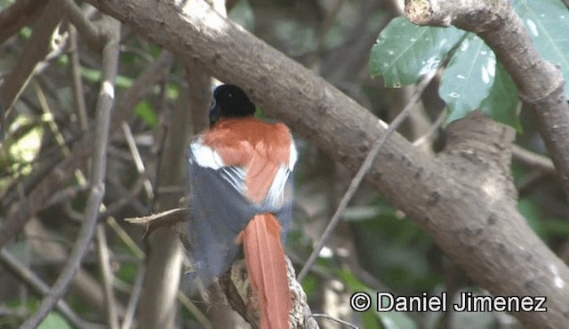 Black-headed Paradise-Flycatcher (Red-bellied) - ML201944911