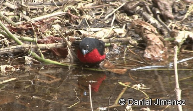 Becbleu sanguin (haematina/togoensis) - ML201944931