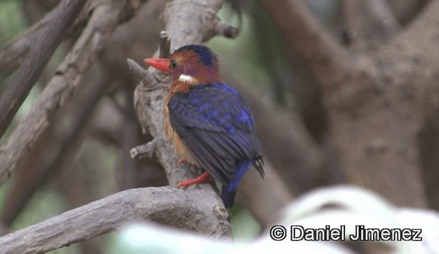 African Pygmy Kingfisher - ML201944941