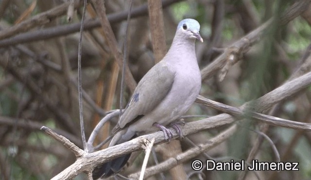 Palomita Aliazul - ML201944951