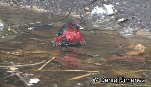 Becbleu sanguin (haematina/togoensis) - ML201945001